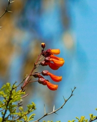 Eccremocarpus scaber