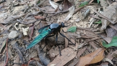 Microstylum oberthurii