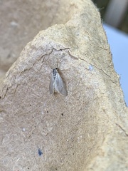 Acentria ephemerella