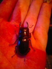 Prosopocoilus torresensis