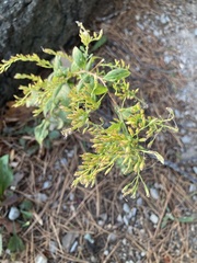 Solidago odora