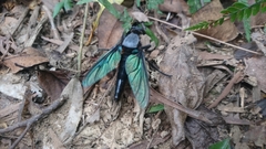 Microstylum oberthurii