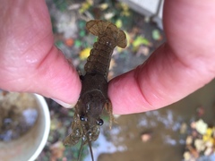 Faxonius virilis