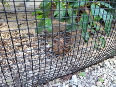 Coturnix