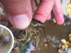 Faxonius virilis