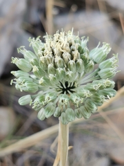 Allium chamaespathum
