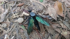 Microstylum oberthurii