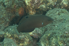 Halichoeres marginatus