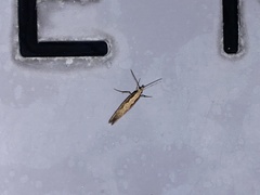 Plutella xylostella-australiana