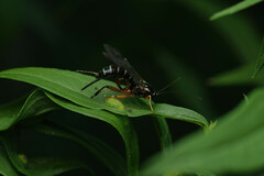 Itoplectis