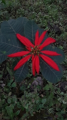 Euphorbia pulcherrima