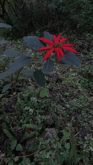 Euphorbia pulcherrima