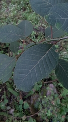 Euphorbia pulcherrima
