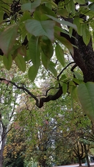 Oxydendrum