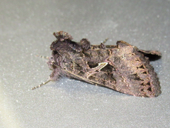 Ctenoplusia oxygramma