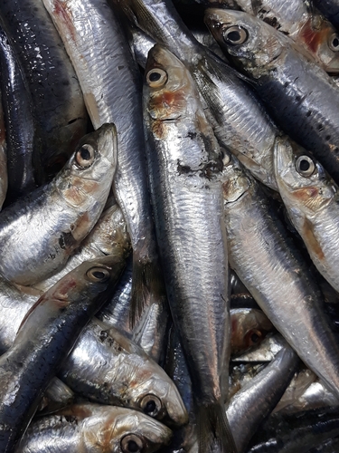 European Sardine