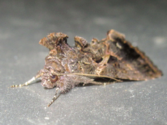 Ctenoplusia oxygramma