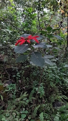 Euphorbia pulcherrima