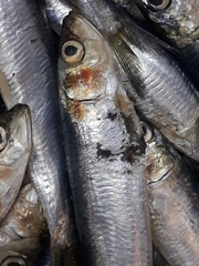 Sardina pilchardus