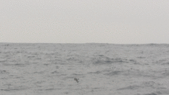 Oceanites oceanicus
