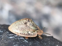Physonota alutacea