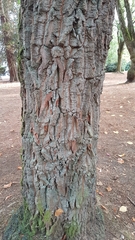 Oxydendrum