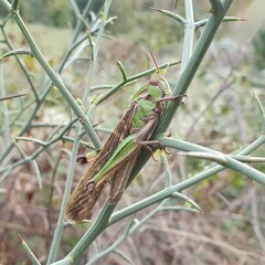 Locusta migratoria cinerascens