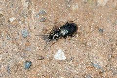 Bembidion properans