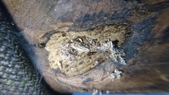 Campsosternus auratus