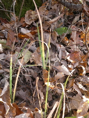 Iris verna