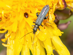 Oedemera virescens