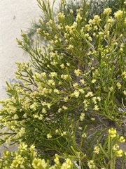 Passerina rigida