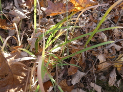 Iris verna