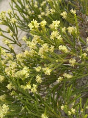Passerina rigida