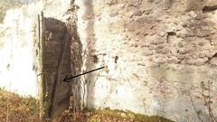 Chaenotheca phaeocephala