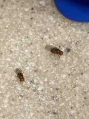 Drosophila