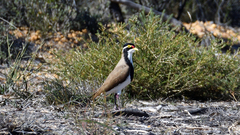 Vanellus tricolor