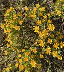 Oedera uniflora