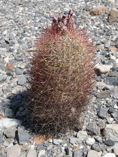 Johnson's Beehive Cactus
