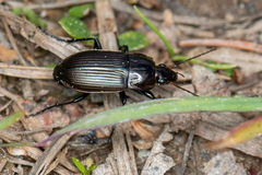 Poecilus versicolor