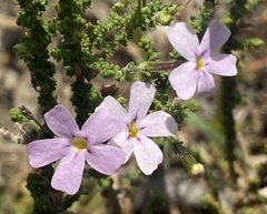 Jamesbrittenia calciphila