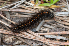 Diacrisia sannio