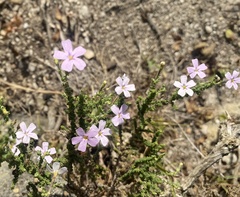 Jamesbrittenia calciphila