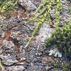 Homalothecium sericeum