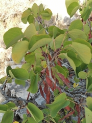 Cercis siliquastrum