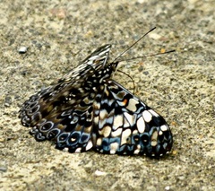 Hamadryas fornax