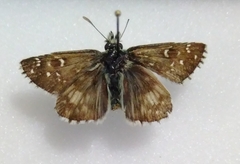 Pyrgus accretus