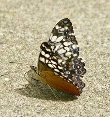Hamadryas fornax