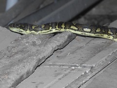 Morelia spilota