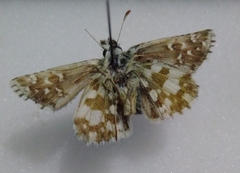 Pyrgus accretus